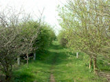Path along Sutton Branch Line Walkway.